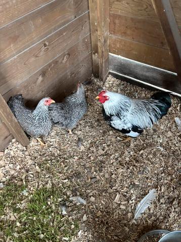 Mooie Wydotte zilver partrijs  trio te koop beschikbaar voor biedingen