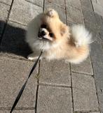 Pomeriaan Bearface Dekreu🐶, Dieren en Toebehoren, CDV (hondenziekte), Reu, 1 tot 2 jaar, Eén hond