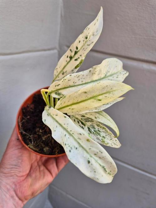Rhaphidophora Puberula Variegata p12 (3), Huis en Inrichting, Kamerplanten, Overige soorten, Minder dan 100 cm, Ophalen of Verzenden
