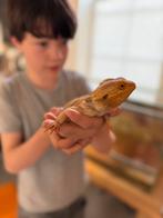 Vakantie (weekend) oppas reptielen, Hagedis, Met terrarium