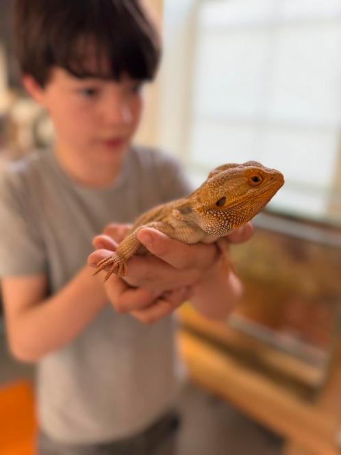 Vakantie (weekend) oppas reptielen, Dieren en Toebehoren, Reptielen en Amfibieën, Hagedis, Met terrarium