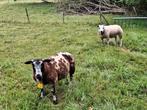 Texelaar ooi en bont schaap, Dieren en Toebehoren, Schapen, Geiten en Varkens, Vrouwelijk, Schaap
