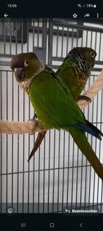 Pyrrhura, Dieren en Toebehoren, Mannelijk, Parkiet, Geringd