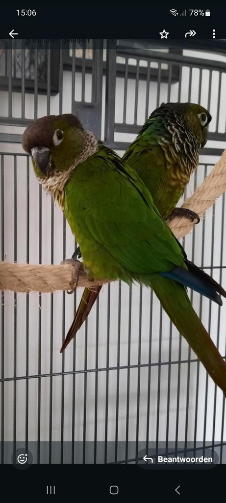 Pyrrhura, Dieren en Toebehoren, Vogels | Parkieten en Papegaaien, Parkiet, Mannelijk, Tam, Geringd