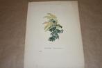 Antieke botanische handgekleurde prent - Acacia - ca 1830 !!, Verzamelen, Foto's en Prenten, Gebruikt, Ophalen of Verzenden, Prent