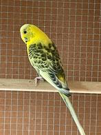 Te koop grasparkiet man van 2024, Dieren en Toebehoren, Vogels | Parkieten en Papegaaien, Mannelijk, Parkiet