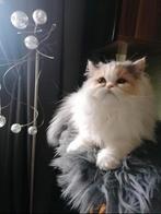 Perzische poes, Dieren en Toebehoren, Poes