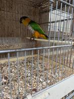 Te koop zwartkop qaiqe, Dieren en Toebehoren, Mannelijk, Papegaai, Tam