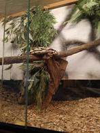 boa vrouw inclusief terrarium te koop vraagprijs €150,-, Dieren en Toebehoren, Reptielen en Amfibieën | Toebehoren, Ophalen, Zo goed als nieuw