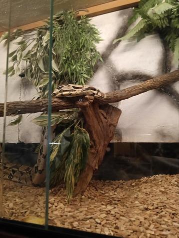 boa vrouw inclusief terrarium te koop vraagprijs €150,- beschikbaar voor biedingen