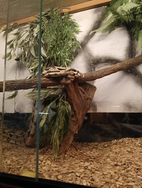 boa vrouw inclusief terrarium te koop vraagprijs €150,-, Dieren en Toebehoren, Reptielen en Amfibieën | Toebehoren, Zo goed als nieuw