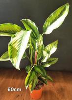 Calathea 60cm, Huis en Inrichting, Kamerplanten, Ophalen, Halfschaduw, Minder dan 100 cm