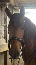 Bitloos hoofstel bruin cob, Dieren en Toebehoren, Ophalen of Verzenden, Nieuw, Overige soorten