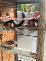 Tamme eekhoorntjes, Meerdere dieren, Voor 1 juli 2024