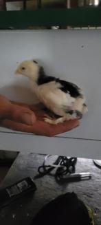 Brahma kuikens hennetjes, Dieren en Toebehoren, Pluimvee, Geslacht onbekend, Kip