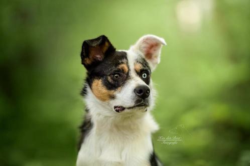 Prachtige border collie reu, Dieren en Toebehoren, Honden | Herdershonden en Veedrijvers, Reu, Collie, Particulier, Eén hond, België
