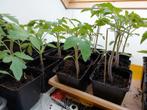 Tomaten planten tomatenplanten, Zomer, Ophalen, Groenteplanten, Eenjarig