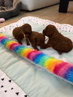 Toy poedel pups 🐩🐩🐩🐩 ❣️, CDV (hondenziekte), 8 tot 15 weken, Meerdere, Nederland