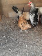 Hollandse krielen, Dieren en Toebehoren, Pluimvee, Meerdere dieren, Kip