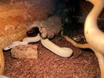 Koningspython incl toebehoren (Super mojave), Dieren en Toebehoren, Slang, Met terrarium, 3 tot 6 jaar