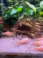 Corydoras panda, Dieren en Toebehoren, Vissen | Aquariumvissen