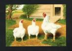 Pluimvee Kippen Indisch Vechthoen Boerderij, Van Gink, Ophalen of Verzenden, 1980 tot heden, Ongelopen, Vogel