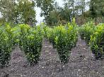 buxus vervanger, Euonymus Greenspire, Tuin en Terras, Ophalen, Buxus, Haag, Minder dan 100 cm
