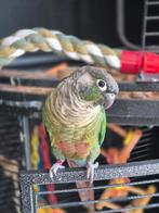Gouden kooitje gezocht!, Dieren en Toebehoren, Mannelijk, Dwergpapegaai of Agapornis, Geringd