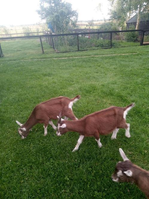 2 mooie toggenburger bokken, Dieren en Toebehoren, Schapen, Geiten en Varkens, Geit, Mannelijk