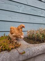 Krielkippen, Dieren en Toebehoren, Pluimvee, Vrouwelijk, Kip