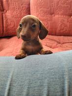 Korthaar Kaninchen teckel pup reutje, Kaninchen, Reu, CDV (hondenziekte), 8 tot 15 weken