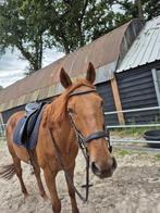 Heel lief recreatief iers paard en weidemaatje, Ruin, Recreatiepaard