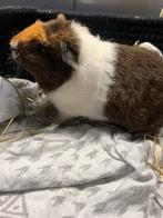 Lieve jonge cavia’s te koop – 2 zeugjes & 1 beertje, Dieren en Toebehoren, Cavia, Augustus, Meerdere dieren, Tam