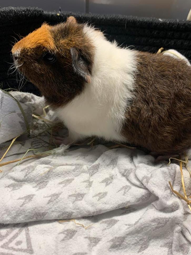 Lieve jonge cavia’s te koop – 2 zeugjes & 1 beertje, Dieren en Toebehoren, Knaagdieren, Meerdere dieren, Cavia, Augustus, Tam