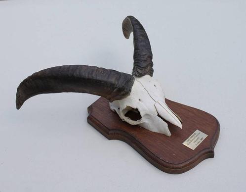 MOEFLON RAM op eikenhouten schild (ref. E - gewei - opgezet), Verzamelen, Dierenverzamelingen, Gebruikt, Gewei of Kop, Hert, Ophalen of Verzenden