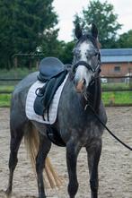 Geweldig lieve allround schimmel merrie ! ️❤️, Dieren en Toebehoren, Merrie, Springpaard, B, Gechipt