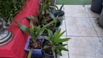 Palmboom, Tuin en Terras, Planten | Bomen, In pot, Minder dan 100 cm, Zomer, Volle zon