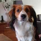 Kooiker dekreu aangeboden, Reu, Eén hond, 3 tot 5 jaar, Nederland