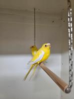 Elegant Lutino man roodoog 2 stuks, Mannelijk, Parkiet