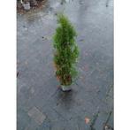 Thuja occidentalis Smaragd, Ophalen, Conifeer, Haag, 100 tot 250 cm