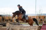 Ruitertje gezocht voor lieve Welsh C met pit, Dieren en Toebehoren, Merrie, L, C pony (1.27m tot 1.37m), 11 jaar of ouder