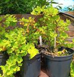 Kruisbessen struiken, Tuin en Terras, Planten | Bomen, Ophalen of Verzenden, Overige soorten