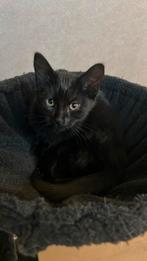 Kittens / mogen zo snel mogelijke mee, Dieren en Toebehoren, Meerdere dieren, 0 tot 2 jaar