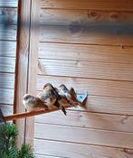 Zebravinken, Dieren en Toebehoren, Vogels | Overige Vogels, Meerdere dieren