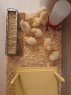 Kuikens van Sussex Columbia 5 € ( ongesext ) en broedeieren, Dieren en Toebehoren, Geslacht onbekend, Kip