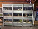 Complete aquarium stelling 3mtr en 2mtr., Dieren en Toebehoren, Vissen | Aquaria en Toebehoren, Ophalen, Gebruikt