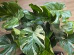 Monstera tai & Philodendron snowdrift, Ophalen of Verzenden, Halfschaduw, Minder dan 100 cm