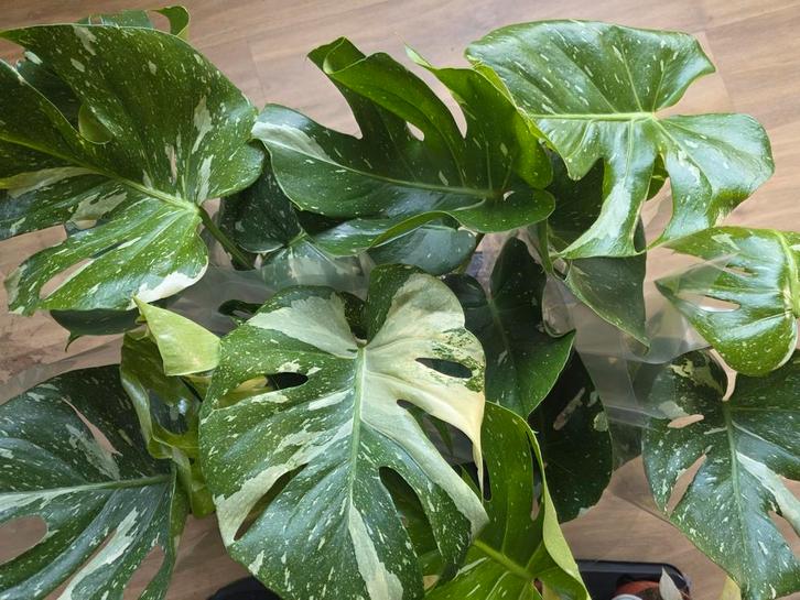Monstera tai & Philodendron snowdrift, Huis en Inrichting, Kamerplanten, Minder dan 100 cm, Halfschaduw, Ophalen of Verzenden