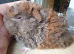 Jong Lunkarya cavia zeugje, Dieren en Toebehoren, Knaagdieren, Cavia, Vrouwelijk, Tam, Oktober