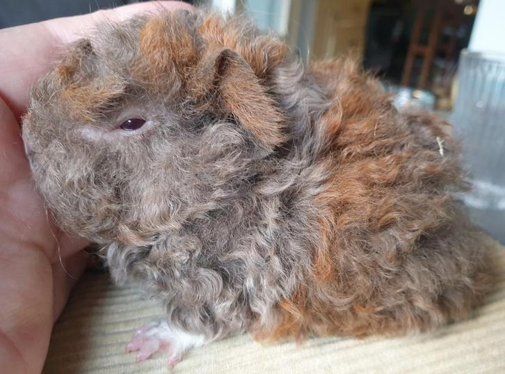 Jong Lunkarya cavia zeugje, Dieren en Toebehoren, Knaagdieren, Vrouwelijk, Cavia, Oktober, Tam